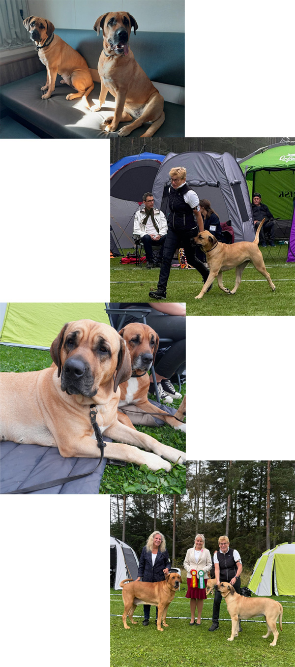 Collage utställning