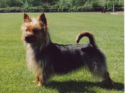 annie_400 Australisk terrier