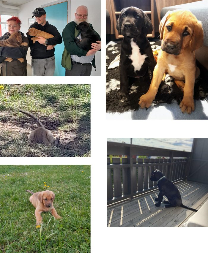 valp_collage_25